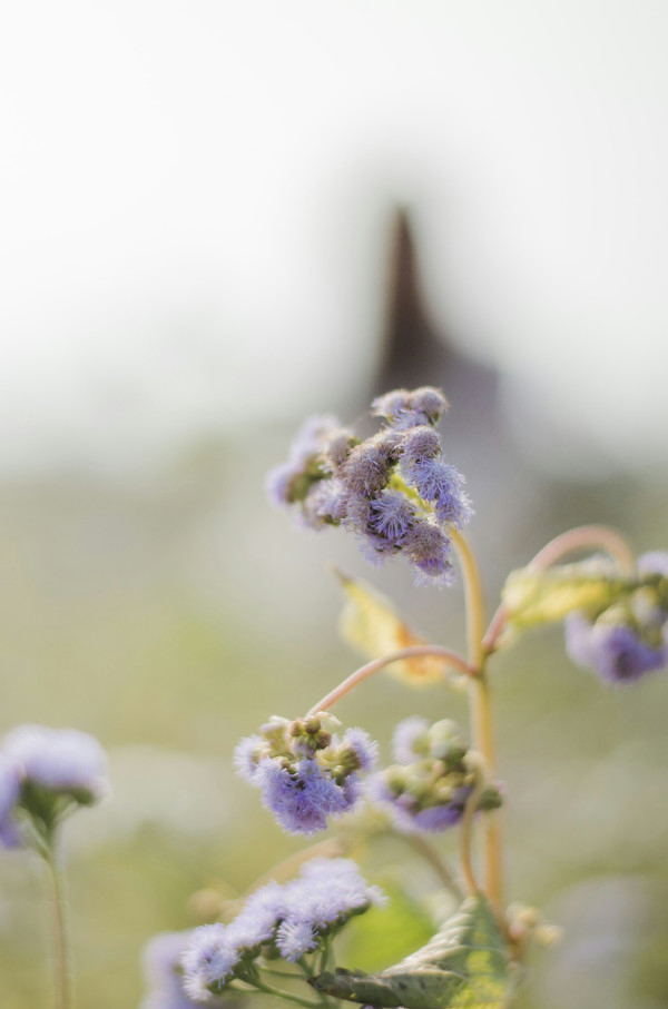 图片[5]-二次元COS分享花儿朵朵开-二次元COS分享次元吧