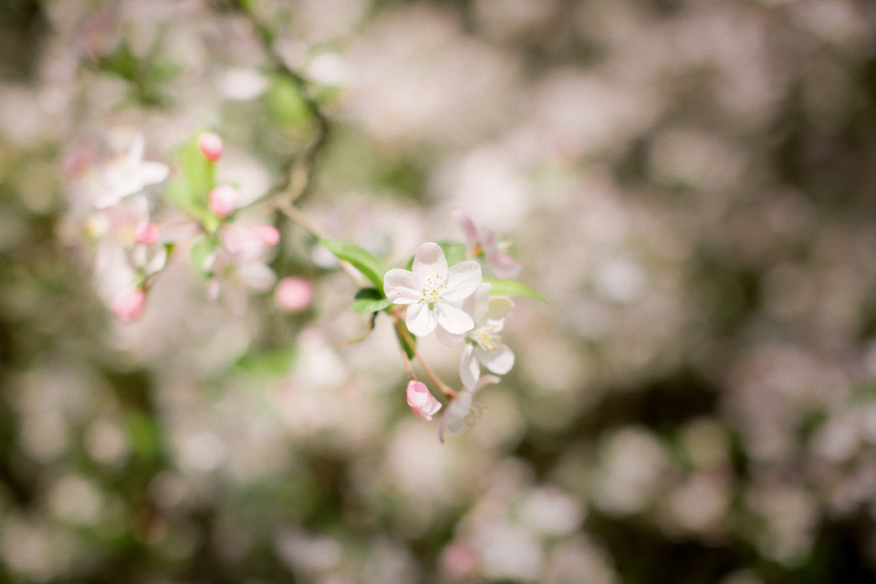 图片[5]-二次元COS分享白色舞步-二次元COS分享次元吧