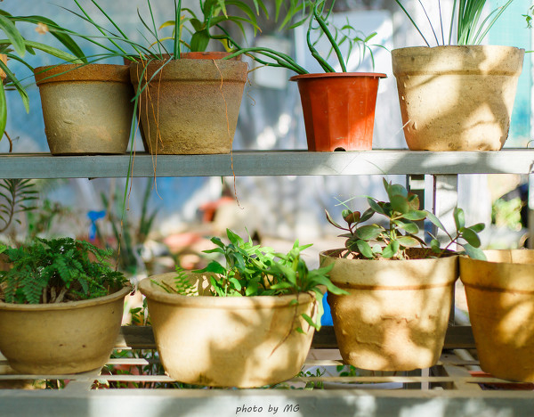 图片[8]-二次元COS分享花圃姑娘-二次元COS分享次元吧