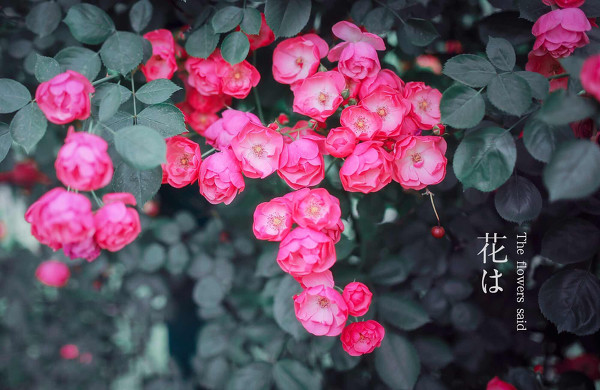 花儿说-二次元COS分享次元吧