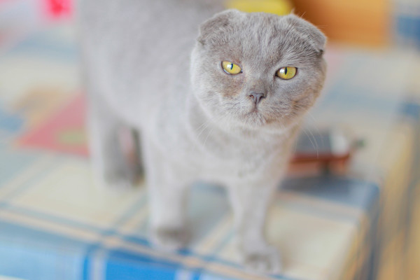 图片[11]-二次元COS分享喜欢你-二次元COS分享次元吧