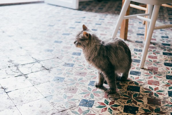 图片[12]-二次元COS分享咖啡厅自拍-二次元COS分享次元吧