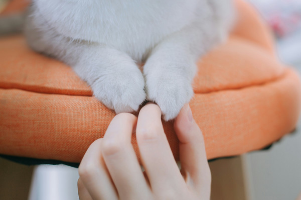 图片[8]-二次元COS分享少女和猫-二次元COS分享次元吧