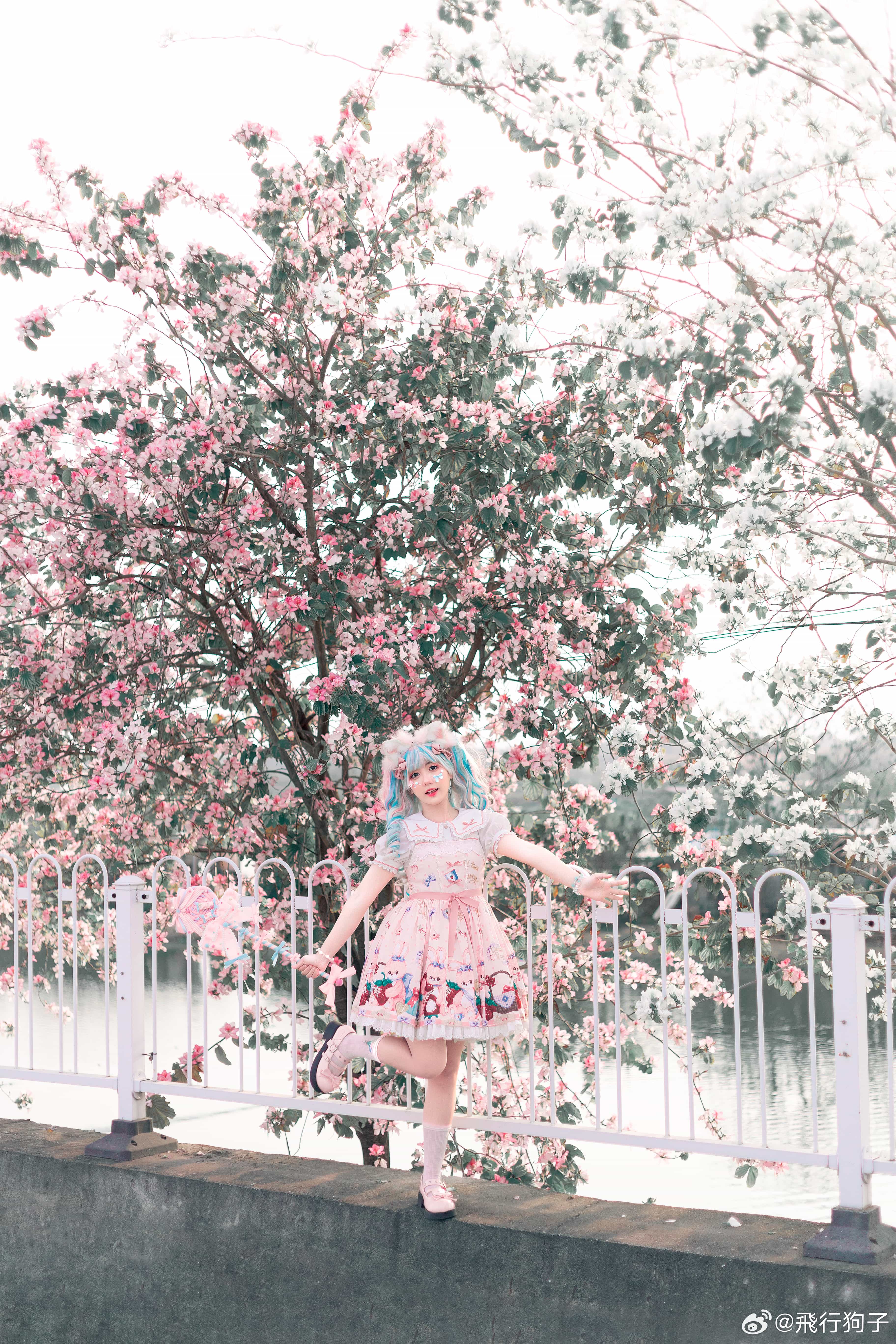 图片[1]-二次元COS分享[Lolita]春日影像诗-二次元COS分享次元吧